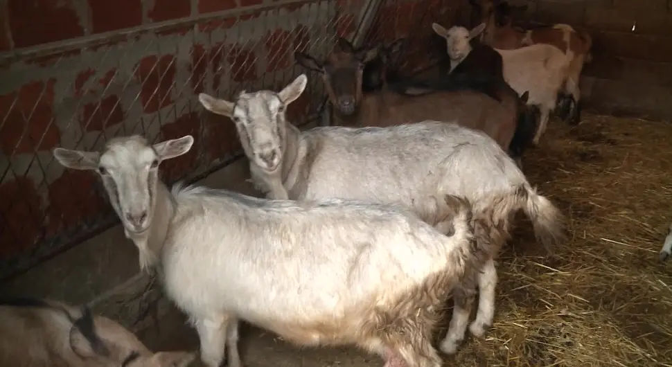 Козје млијеко све траженије