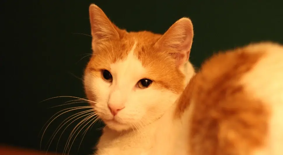 Зашто мачке нису привржене као пси?