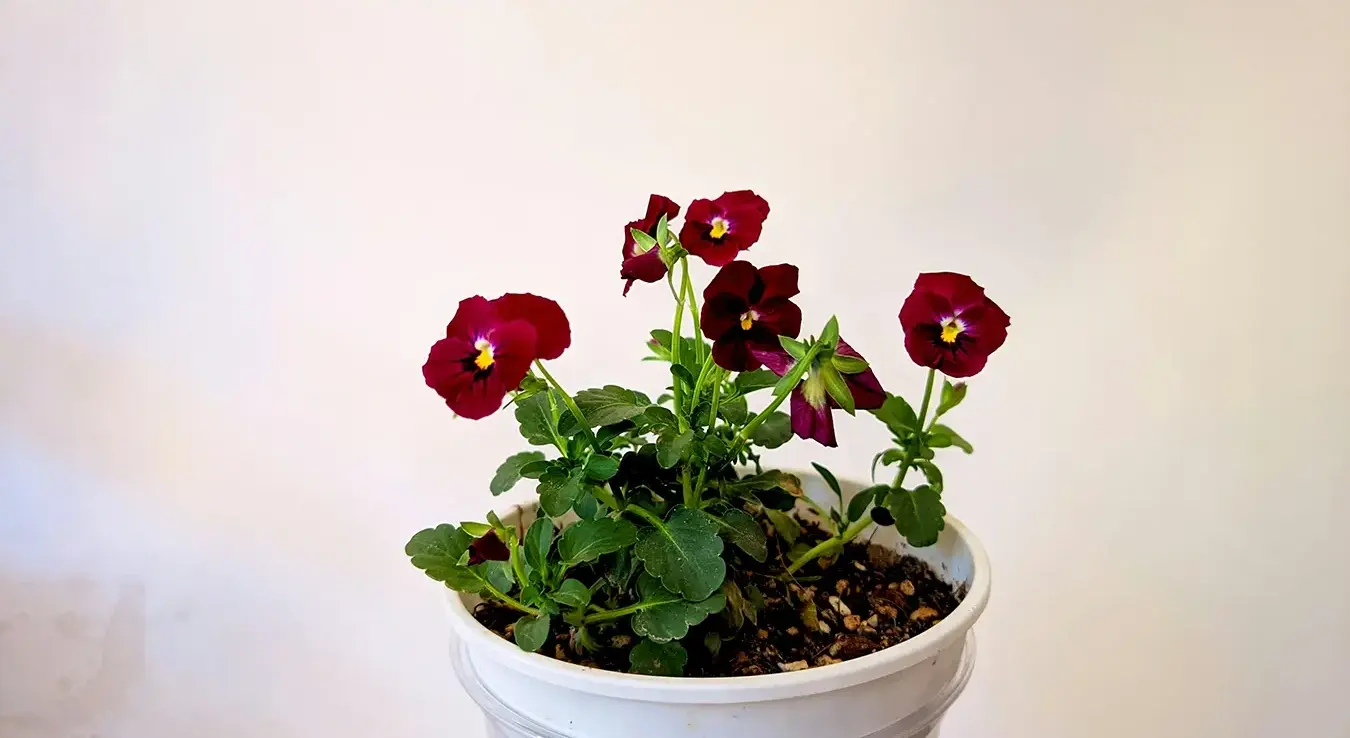 Приближава се нова забрана: Европској унији смета и цвијеће у саксијама