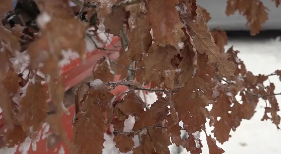 Сусрет три бадњака из три теслићка села