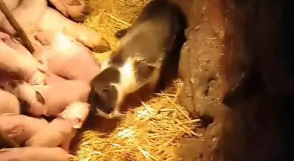 Крмача опрасила 17 прасића, а поред њих мачка