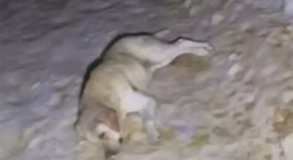 Нови случај насиља над животињама: На градском гробљу у Сарајеву упуцан пас