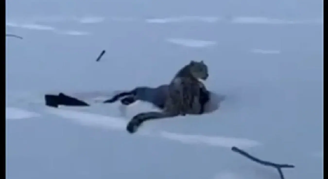 Сњежни леопард напао туристкињу на познатом кинеском скијалишту