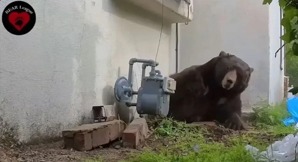 Медвјед 37 дана живио испод куће, погледајте како су га коначно истјерали