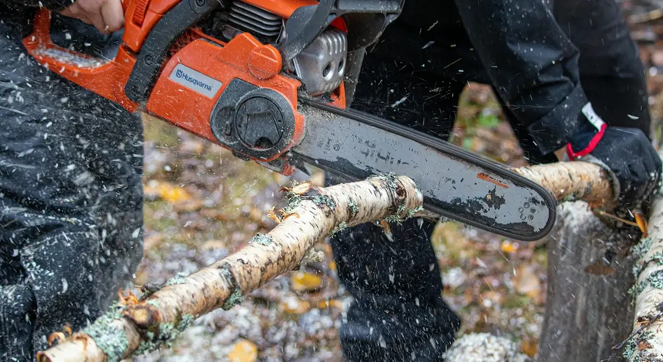 Челинчани посјекли туђу шуму