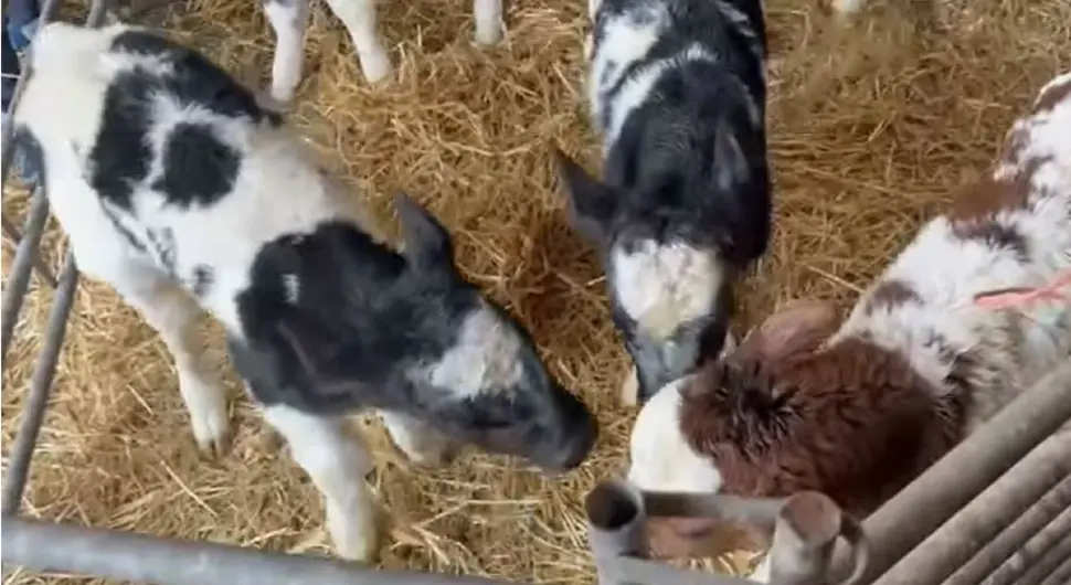 Крава отелила петорке