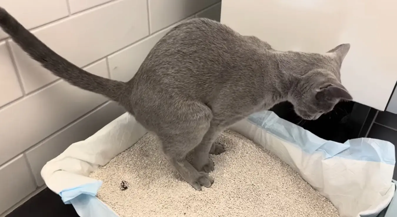 Зашто мачке полуде након обављене велике нужде