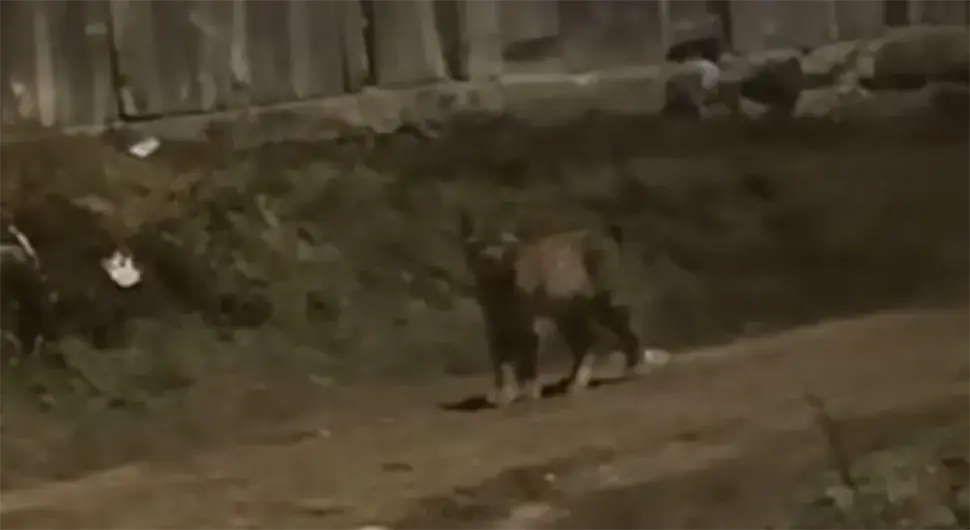 Рис снимљен у Ливну