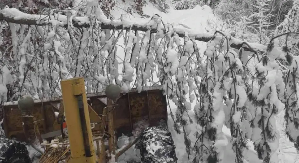 Снијег обарао стабла по путевима, зимске службе на терену