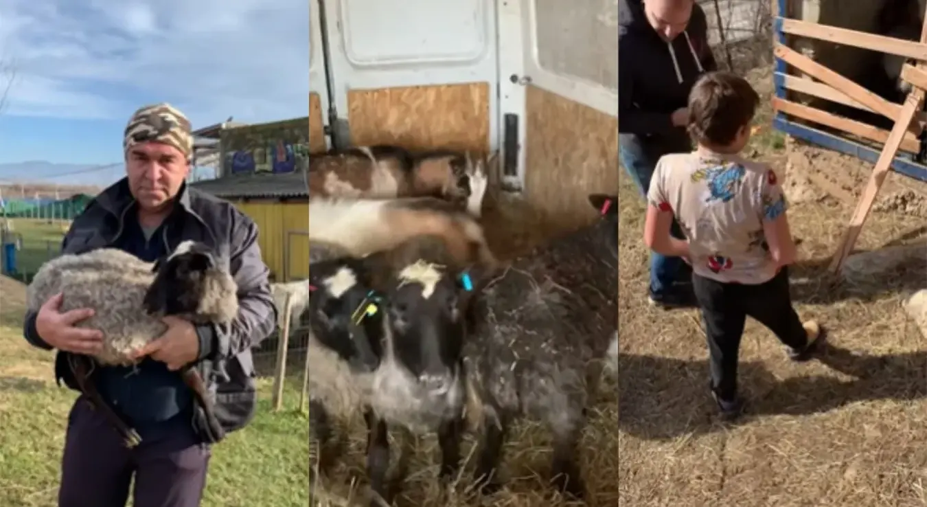 Дјечак Ахмет добио козе и овце