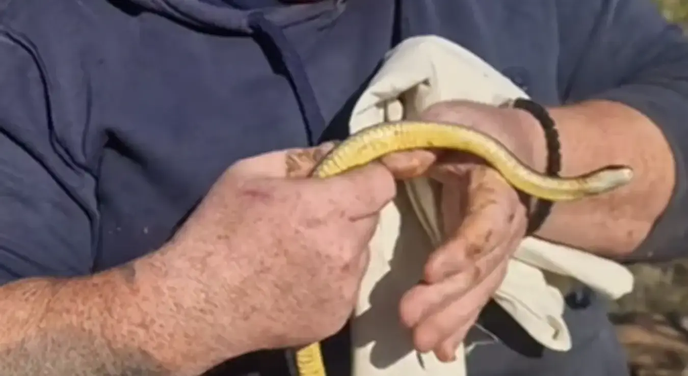 Змија у фебруару