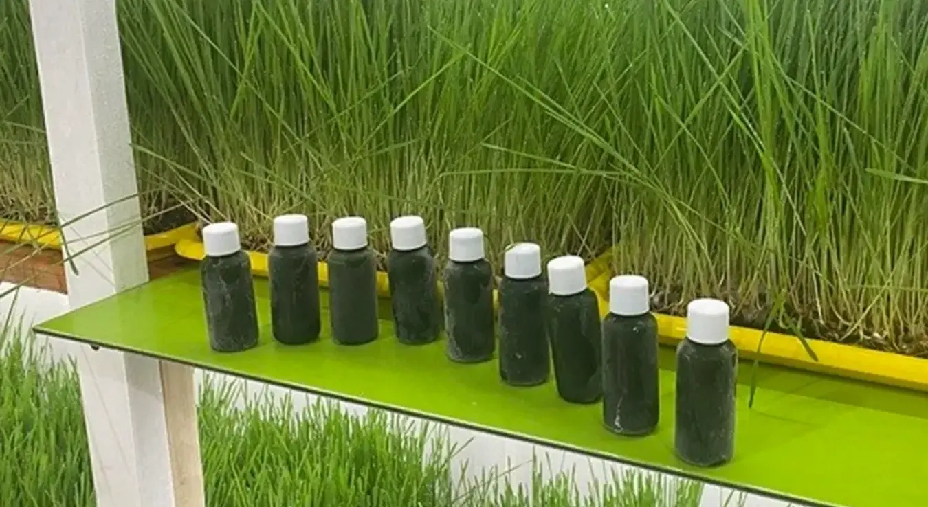 Сок од спелте