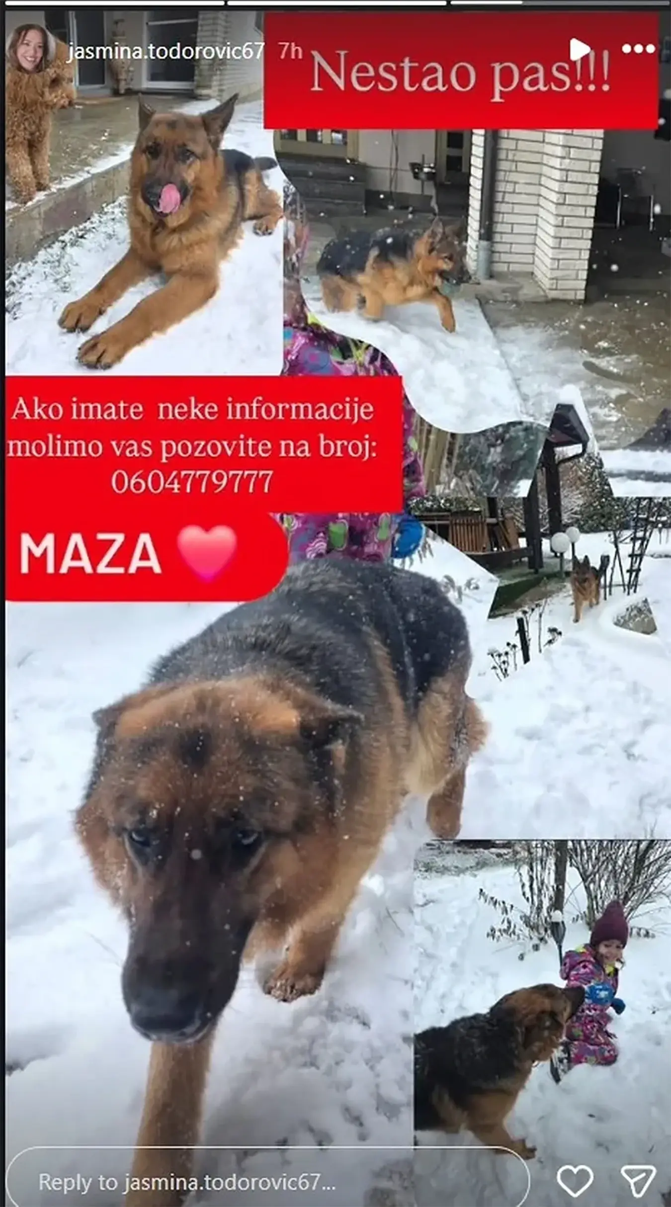 Маза, пас мајке Милице Тодоровић