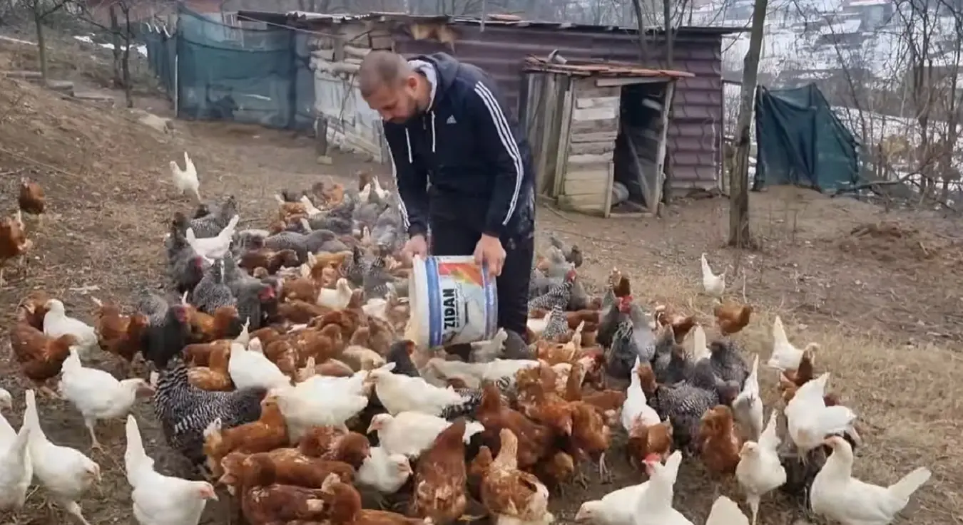 Фармер објаснио зараду: Колико можете да зарадите од 50 кокошки?