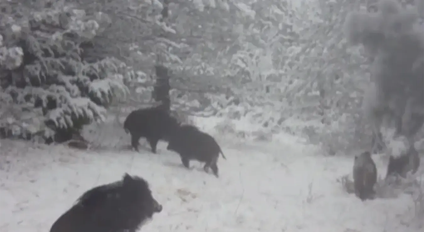 Невјероватан снимак из Националног парка: Дивље свиње уживале у снијегу