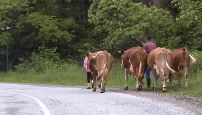 Тијана Бабић