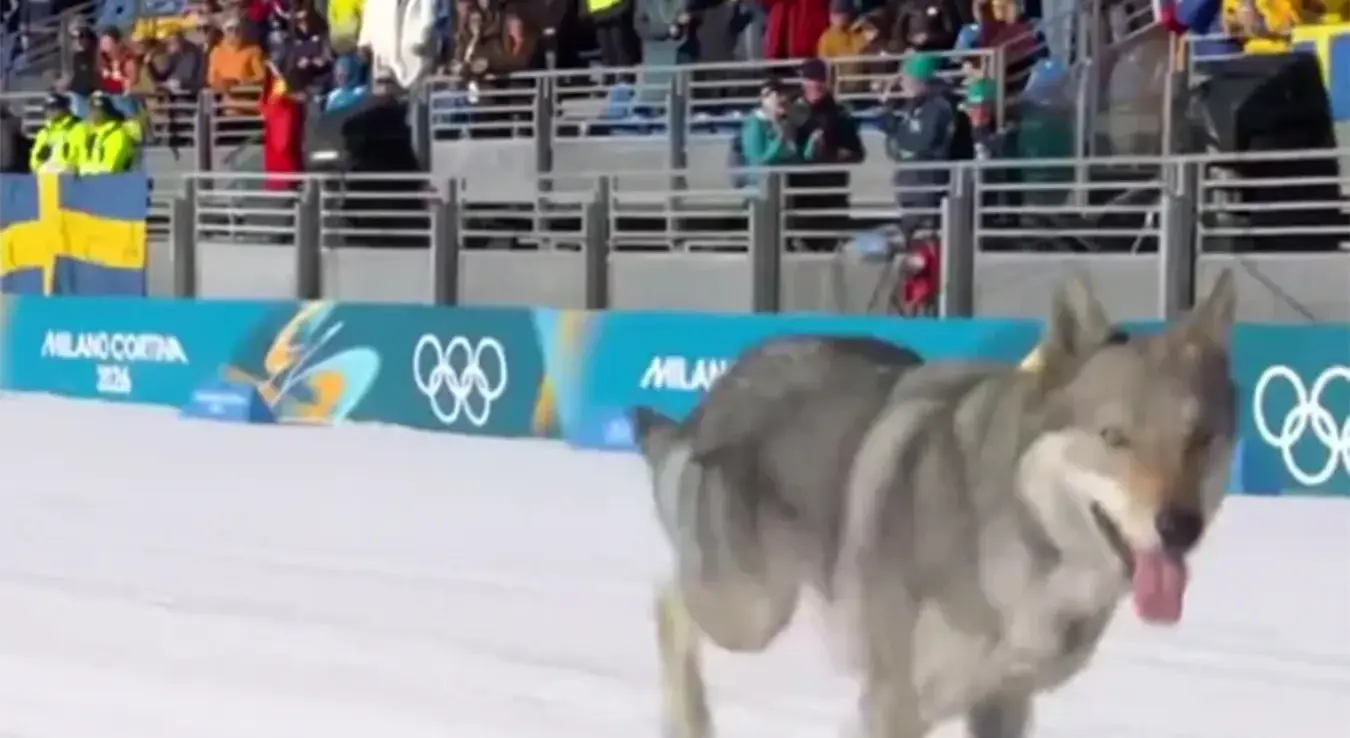 Пас јурио хрватску олимпијку на ЗОИ