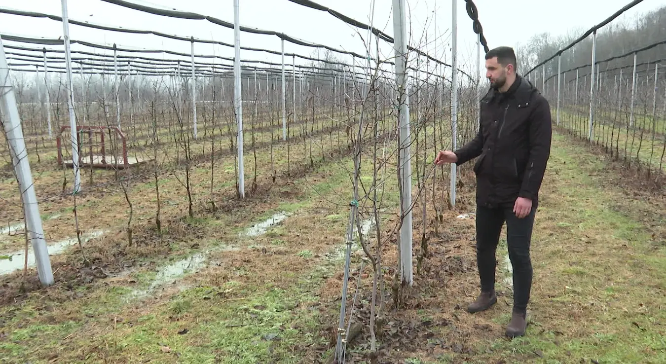 "Била и не поновила се": Лоша сезона, род јабуке скоро преполовљен