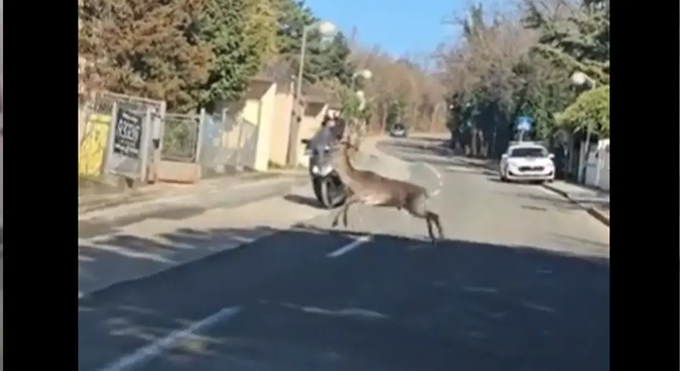 Јелен напао возача