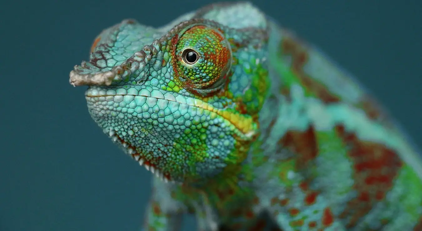 Игуане падају са дрвећа: Необичан призор шокирао грађане