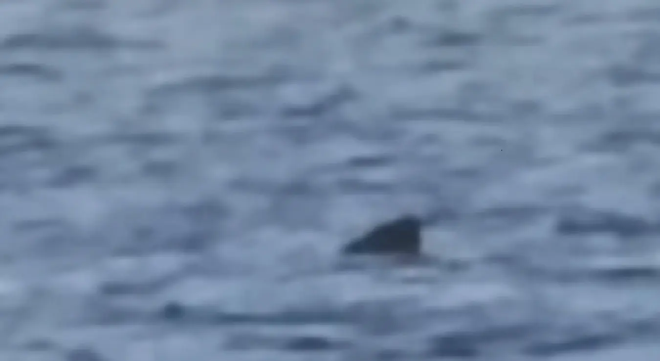 Код Цреса снимљена друга највећа врста морског пса на свијету