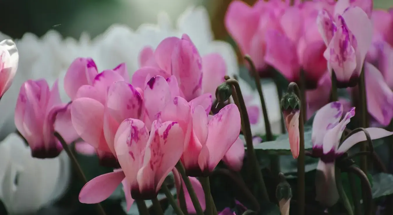 Цвијеће циклама