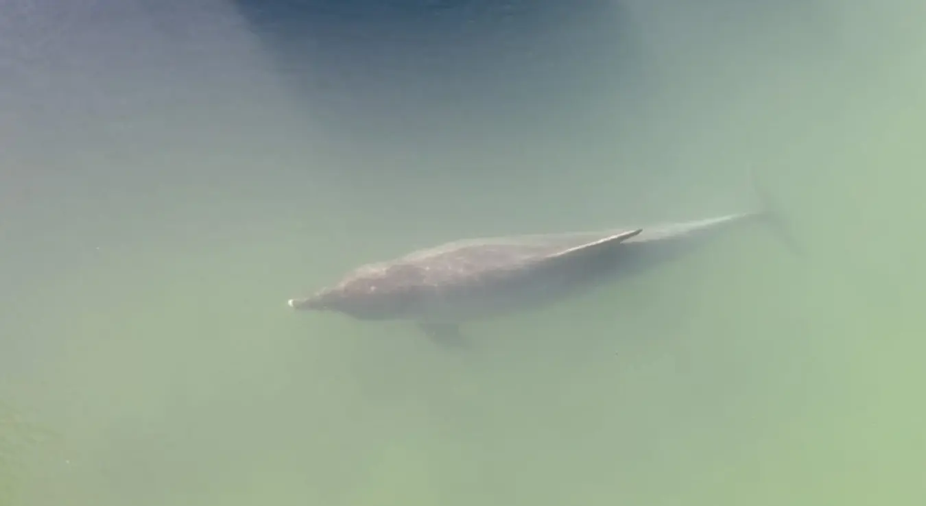 Делфин снимљен у ријеци у Хрватској: Грађани добили упозорење да му не прилазе