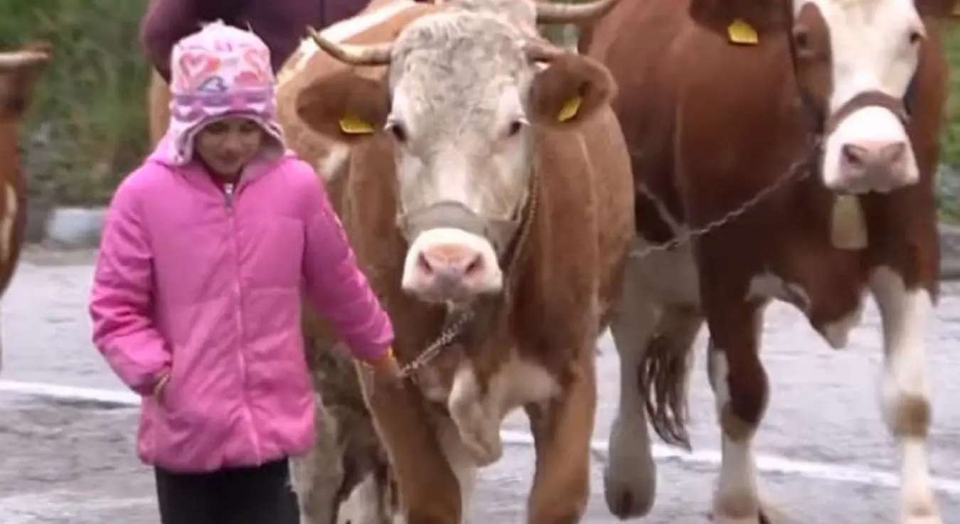 Мала пастирица са великим срцем! Тијана са поносом чува краве и пјешачи 8 km до школе