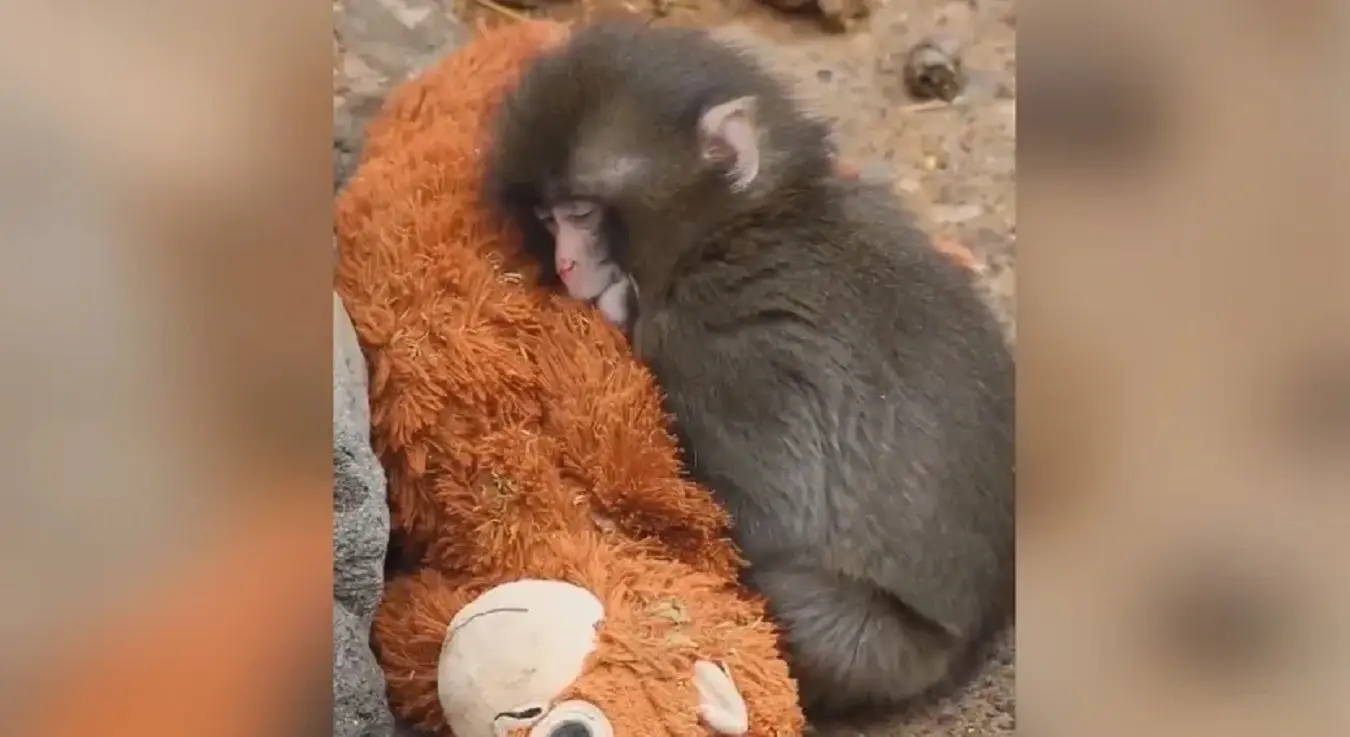 Призор који слама срце: Након одбацивања мајмунче Панч коначно стекао пријатеља