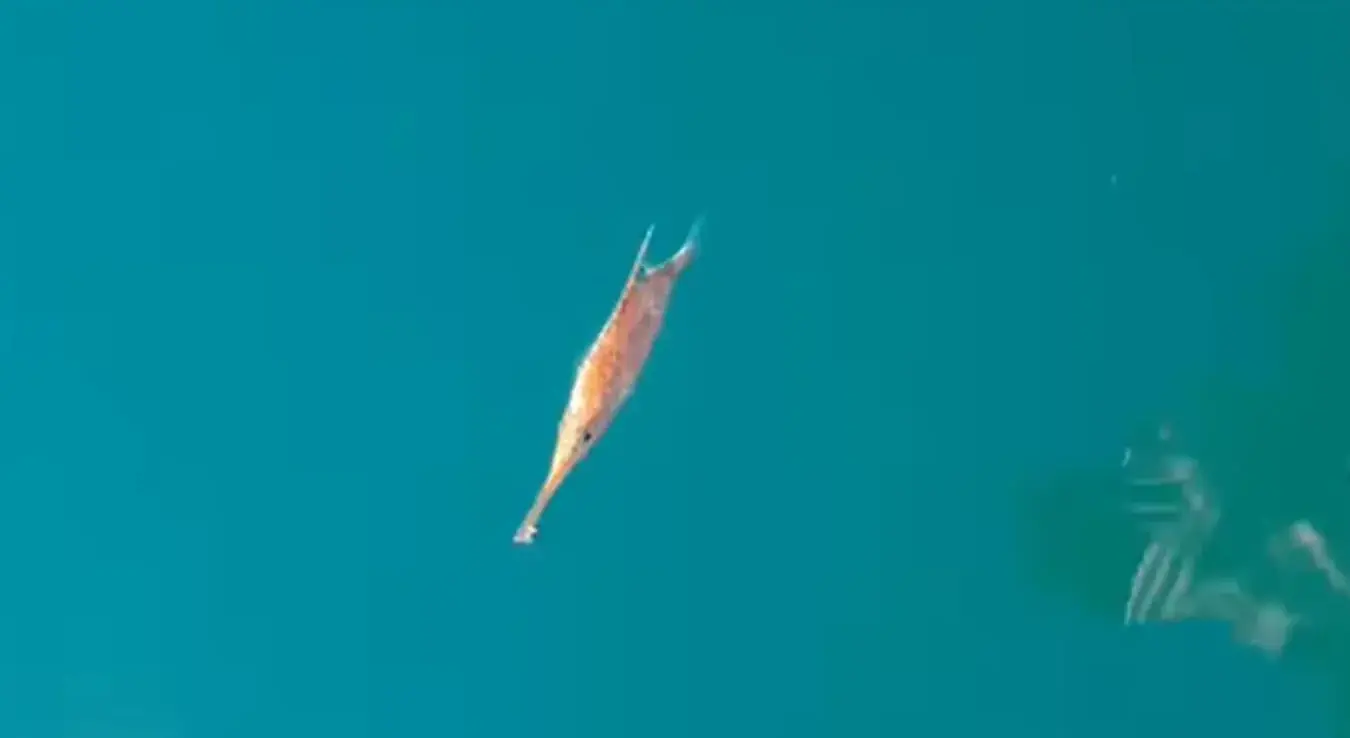 Шљука уловљена у Неуму