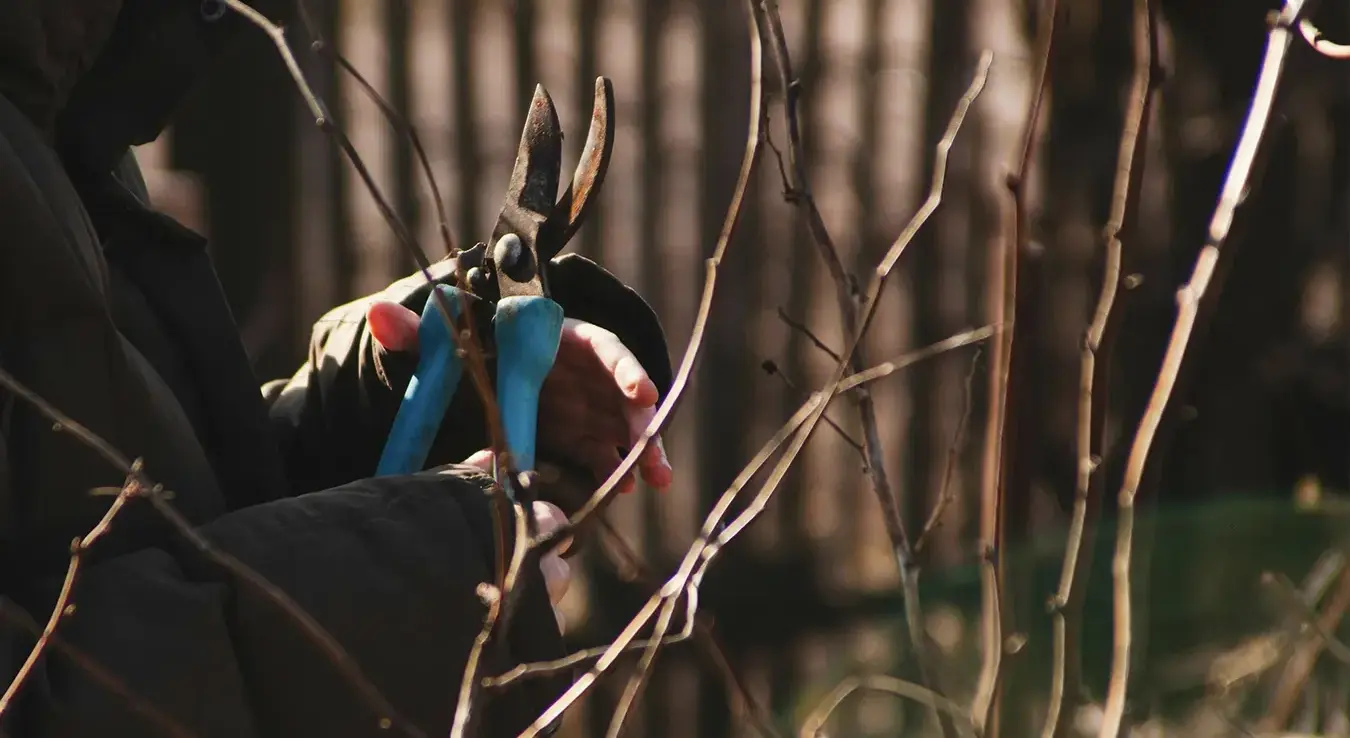 илу-орезивање биљке-башта-04022026