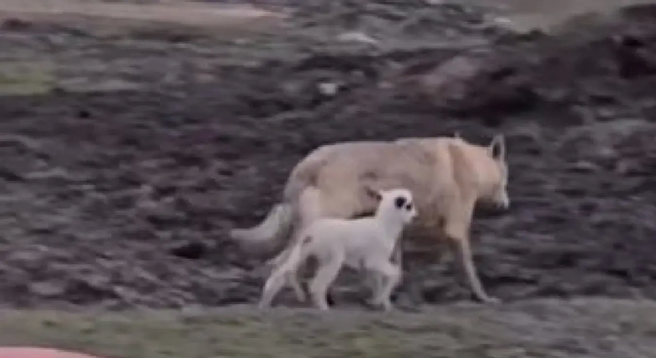 Призор који је расплакао многе: Пријатељство вука и јањета