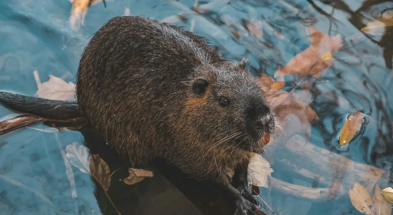 Инвазија даброва у околини Градишке: Дању и ноћу падају стабла