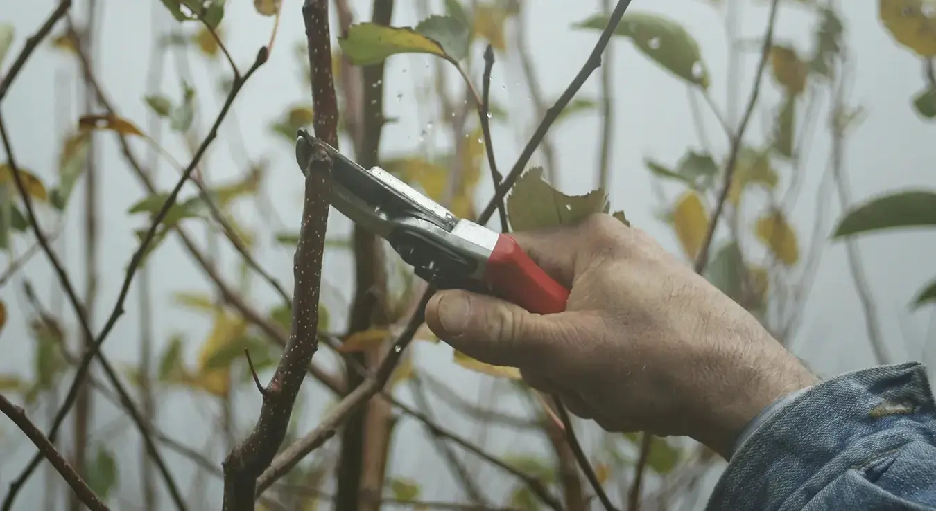 илу-орезивање биљке-башта-04022026