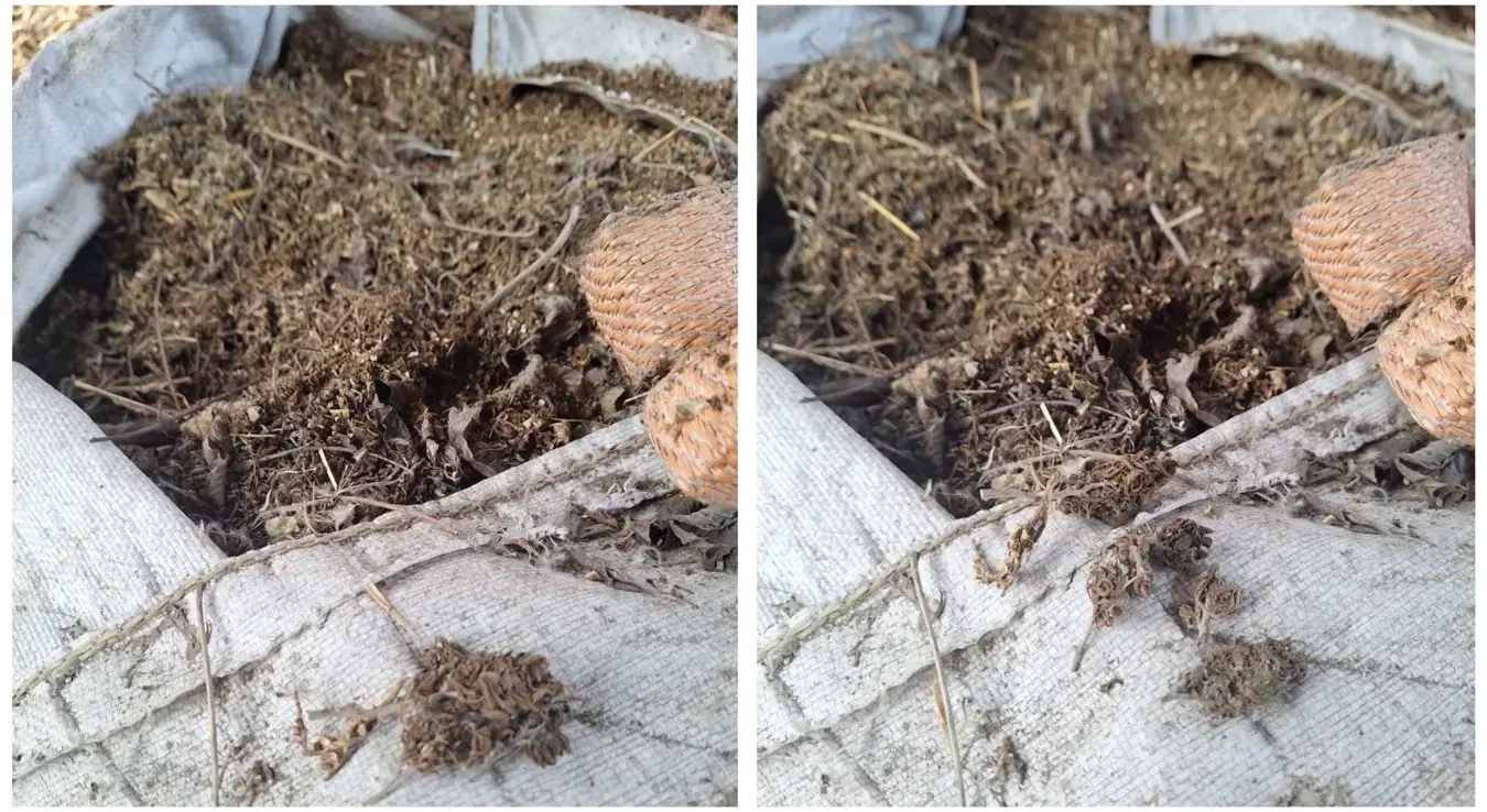 veća količina marihuane pronađena u pretresu u Bijeljini