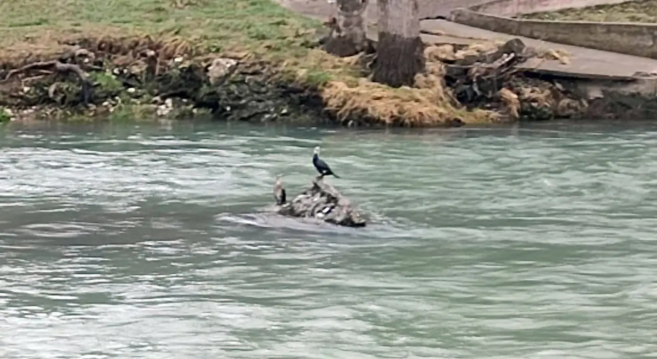 Корморани на Врбасу