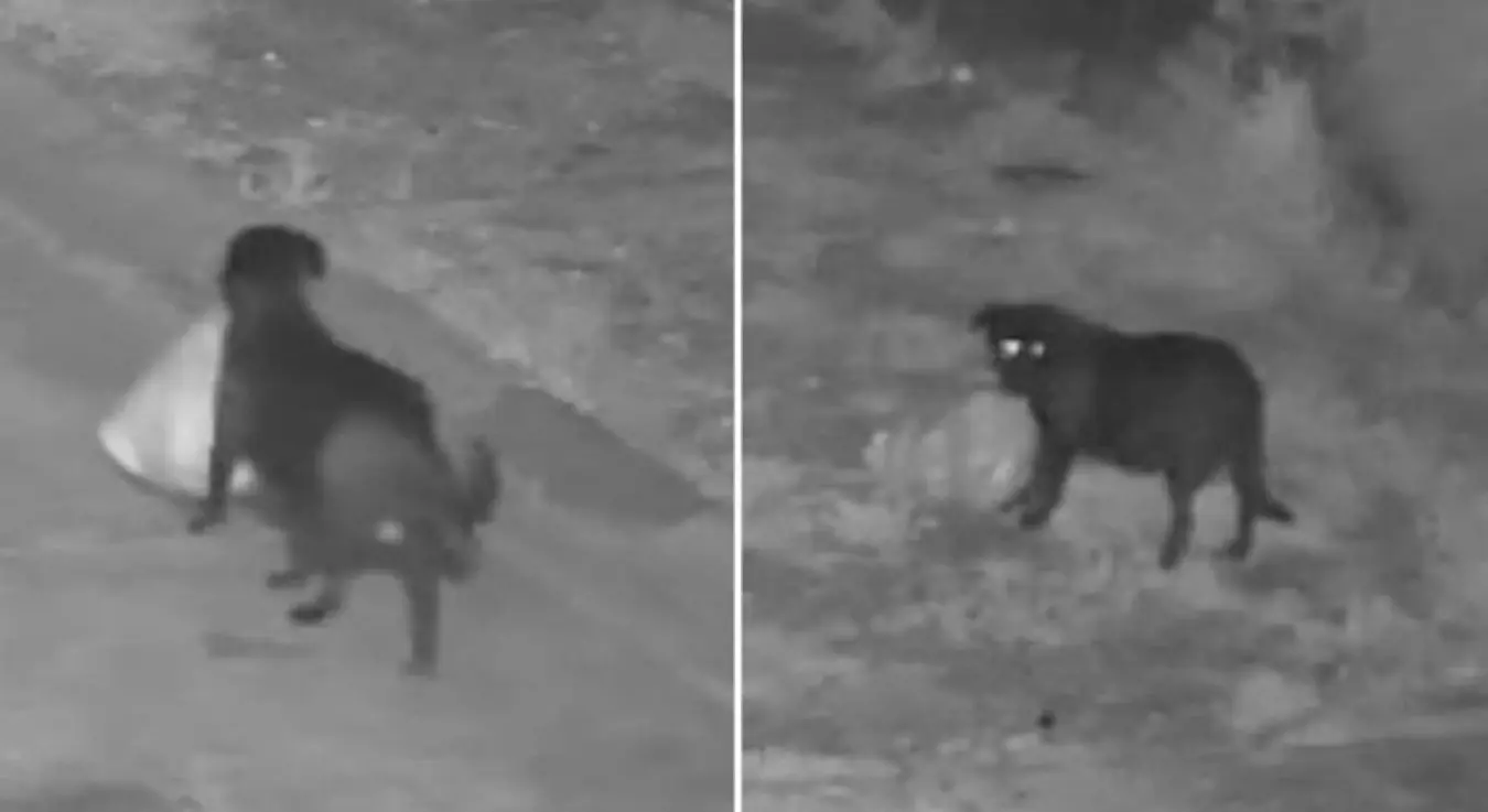 Мушкарац истренирао пса да илегално баца ђубре: Појавио се невјероватан снимак