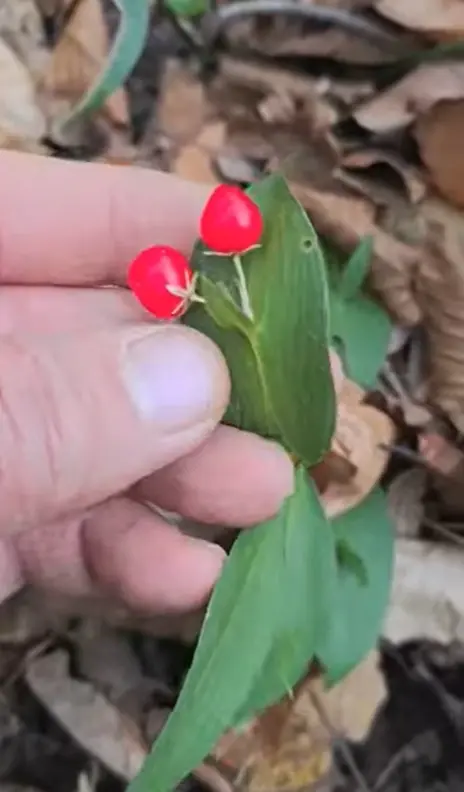 Широколисна веприна