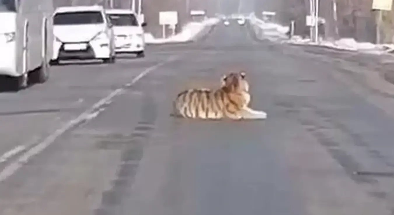 Тигар насред пута