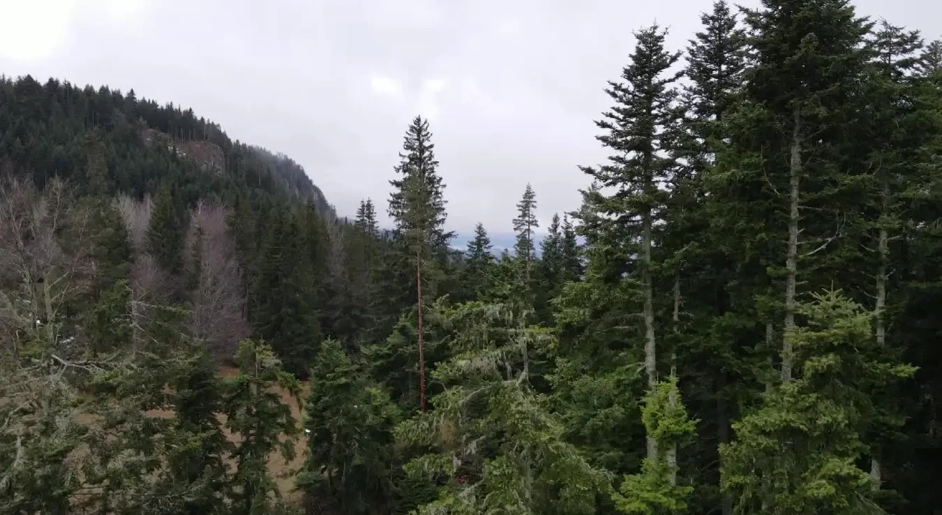 Шума Шуме Републике Српске