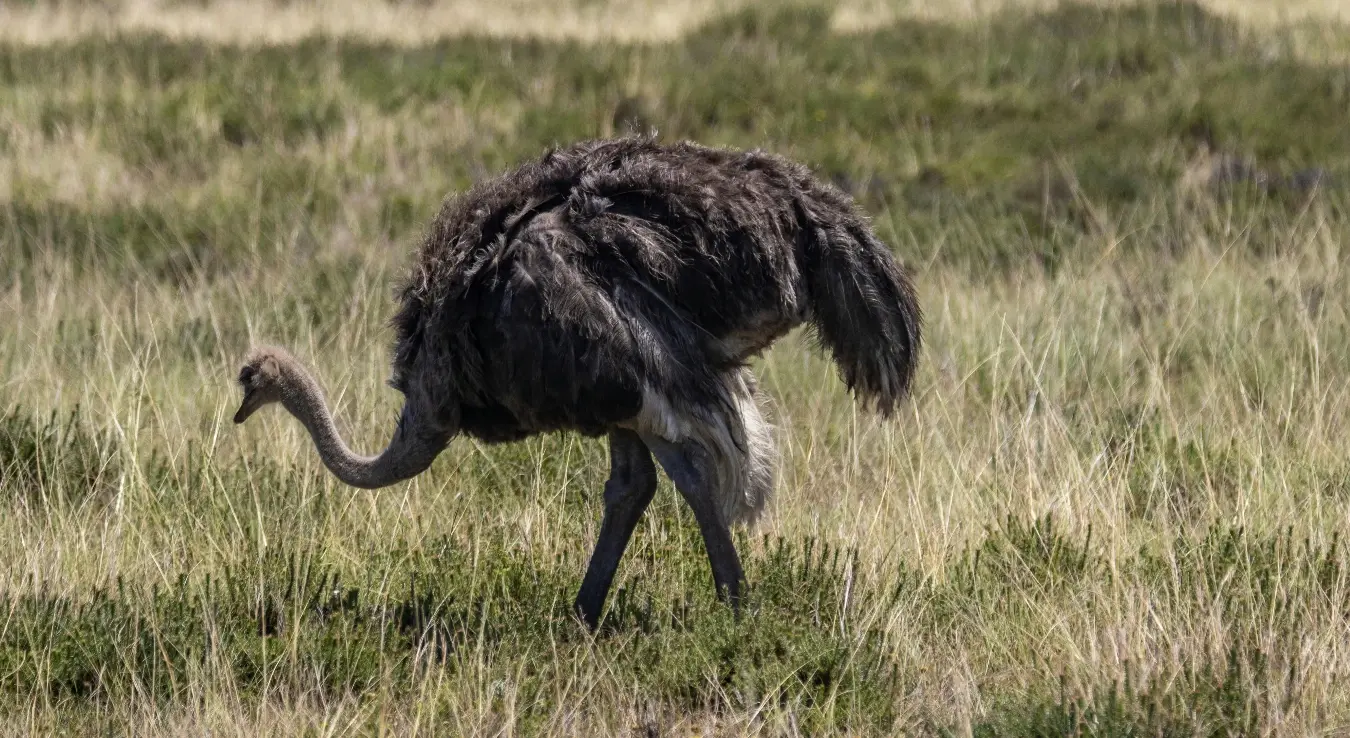 Пресуда за окрутност: Убица ноја Зенека осуђен на 7 године затвора