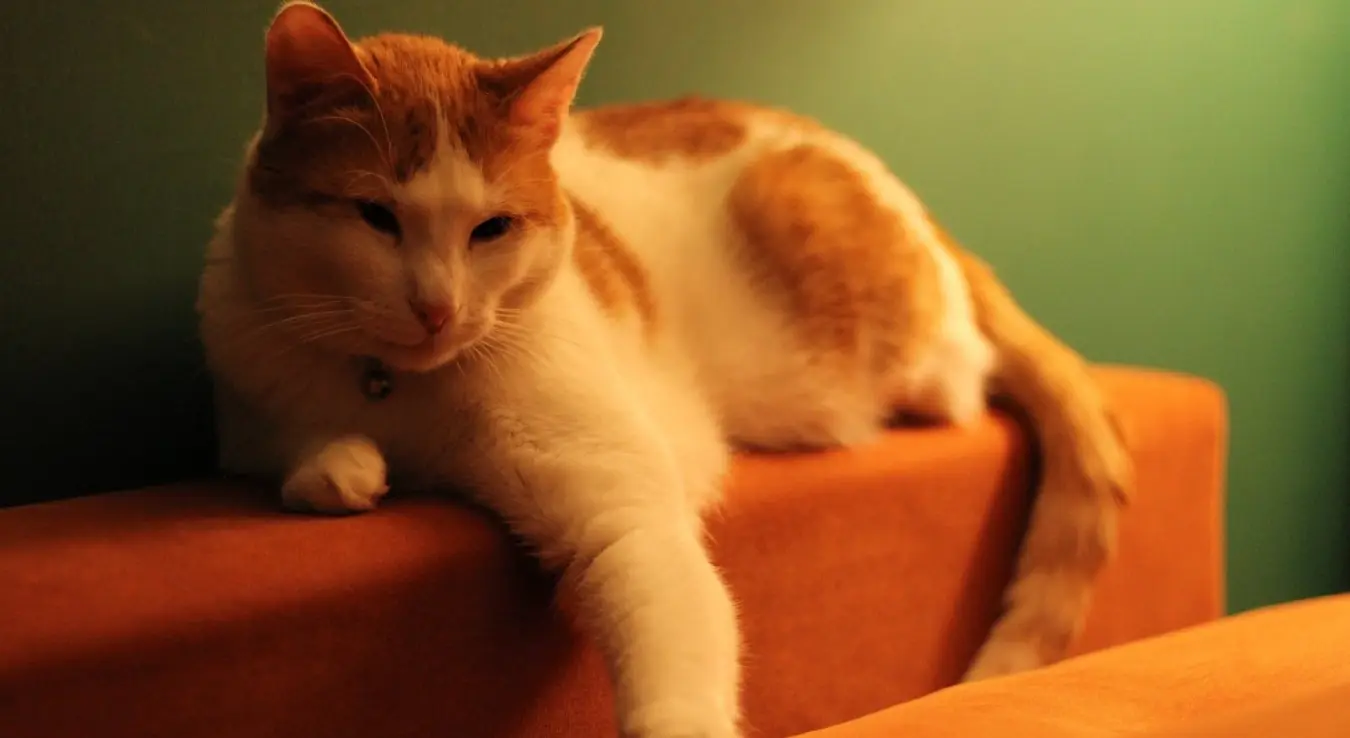 Како најлакше уклонити длаке кућних љубимаца са одјеће и намјештаја?