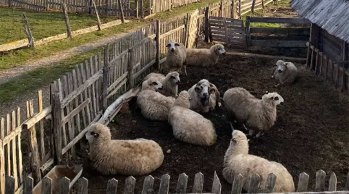 Стадо Луке Црепуљаревића