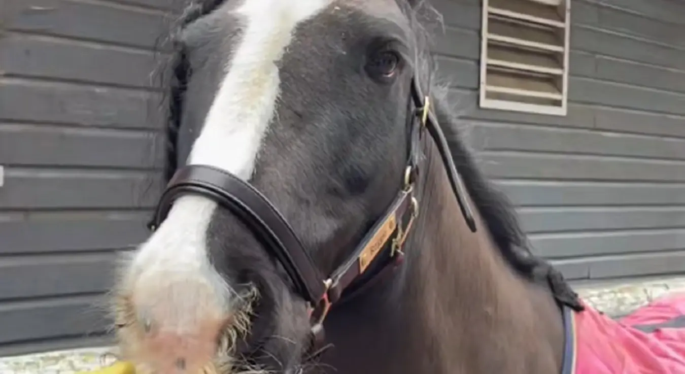 Коњ са брковима постао интернет сензација: Реџи одушевио мреже