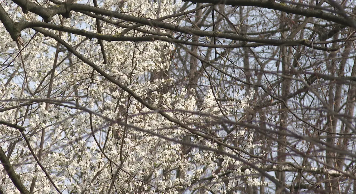 Прољеће стиже, али и алергије: Ево како ублажити симптоме