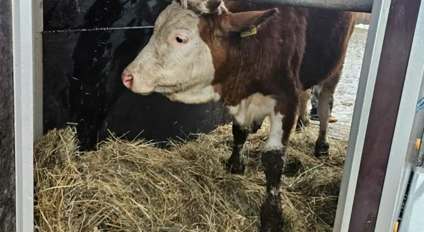 Винка помогла Зилхаду у невољи