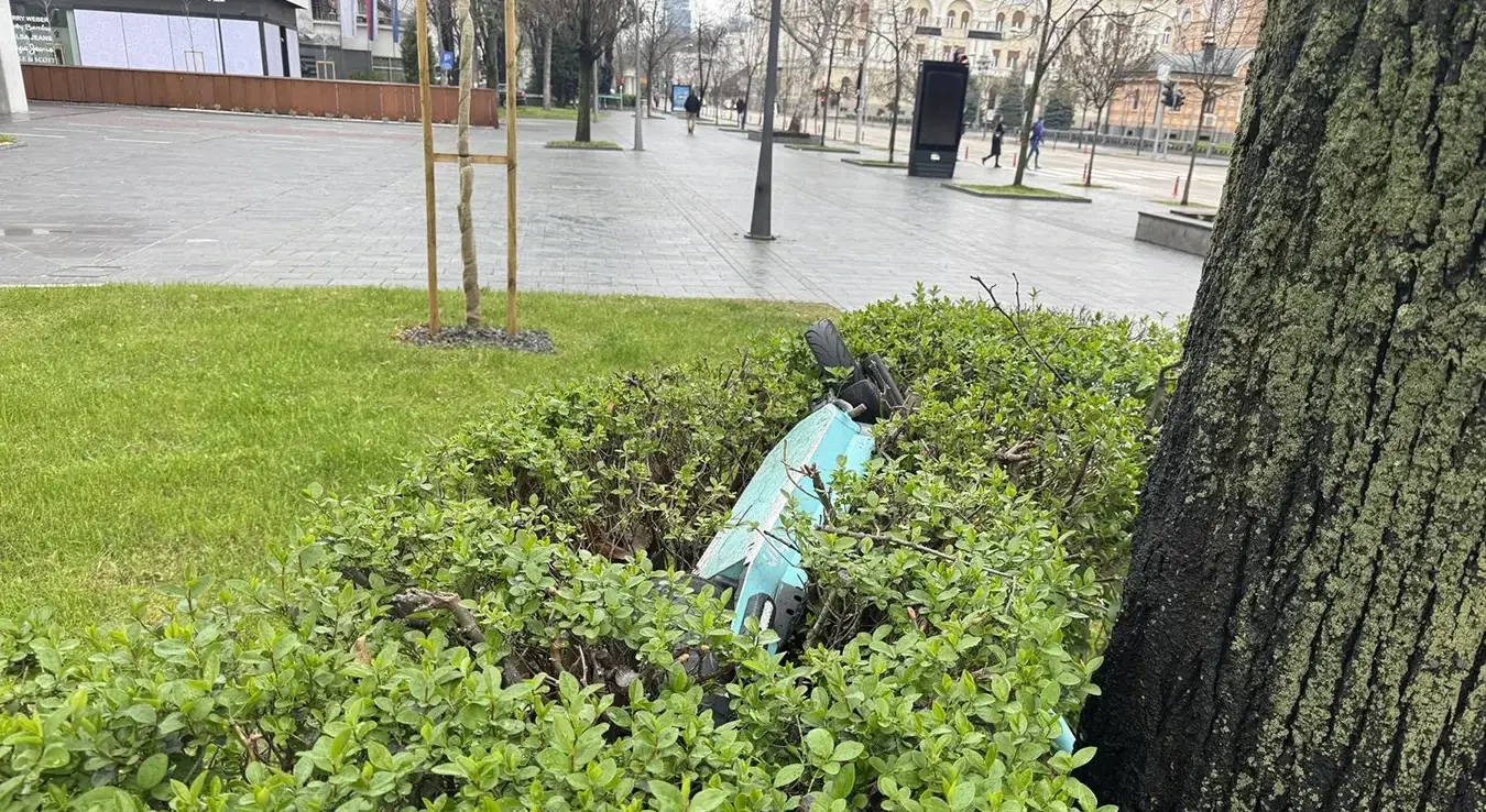 Бин Бин у грмљу