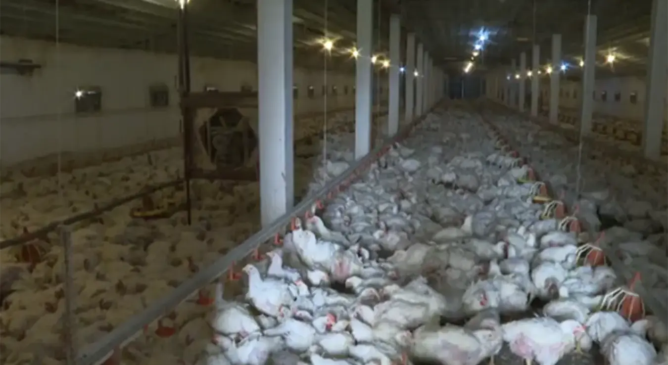 Пилетина-извоз