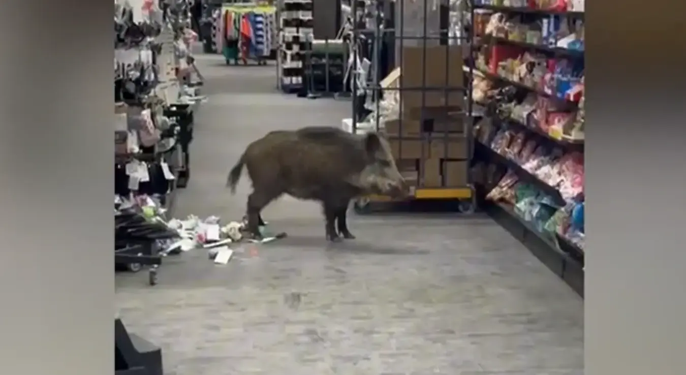 Дивља свиња у тржном центру
