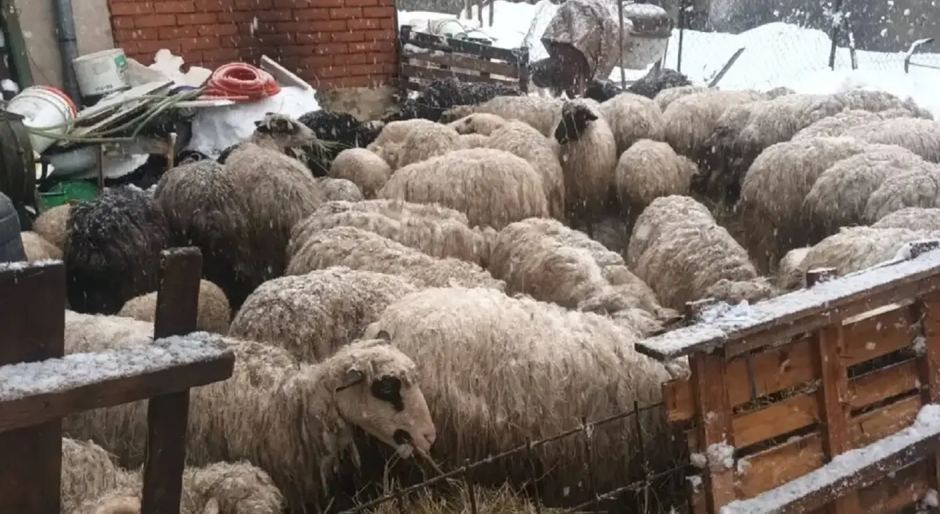 Домаћин остао без пола стада: Срушила се зграда и убила му овце